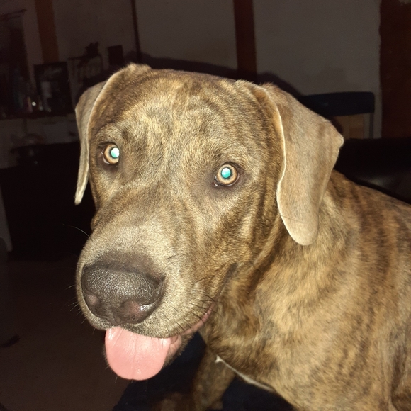 Meet your Posher, Humn'Bird - Picture 4 of 4